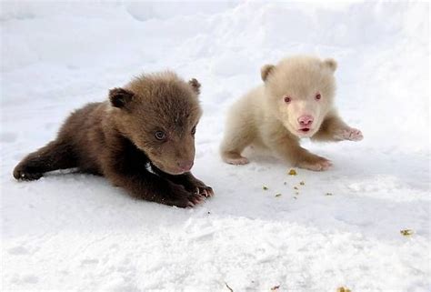 bear cubs