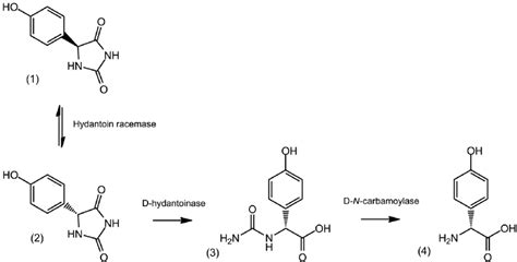 The hydantoinase process. The enantiomere D- p -hydroxyphenylglycin ...