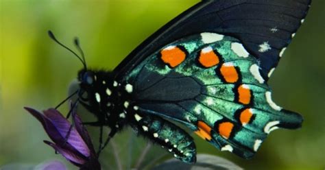 See more than 1,200 butterflies at 'Flutterfest'