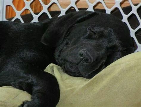 Sleeping Black Labrador Retriever : r/Sleepinganimals