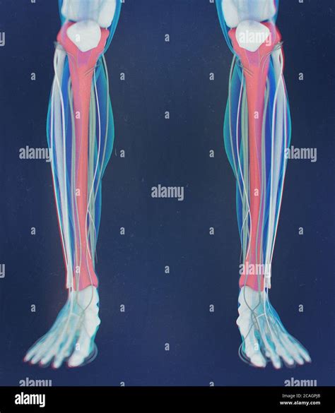 Human limbs xray hi-res stock photography and images - Alamy