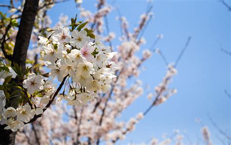 The Best Places To Enjoy Flowers In Seoul – Forbes Travel Guide Stories