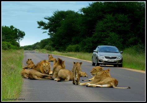 Lions on the road at Kruger National Park - Geogypsy