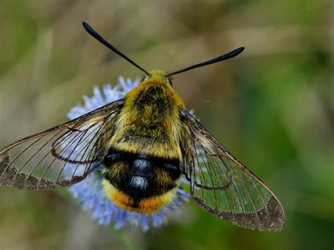 Narrow-bordered Bee Hawk-moth | Butterfly Conservation