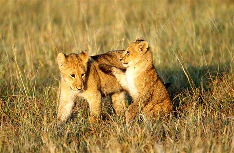 Lion cubs playing - Stock Image - Z934/0549 - Science Photo Library