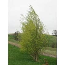 Austree Willow Hybrid Willow 60 Cuttings. Extremely Fast Growing Tree ...