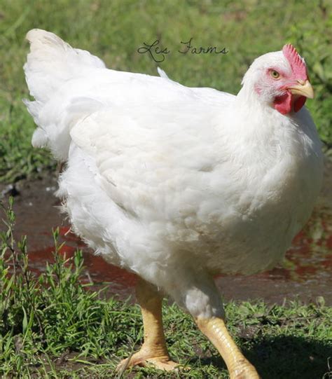 Free Range Cornish Cross Chickens - You CAN Raise Them on Pasture