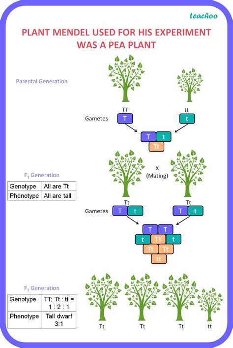 Name the plant Mendel used for his experiment. What type of progeny