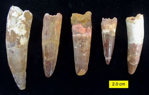 Wooster’s Fossils of the Week: Dinosaur teeth from the Cretaceous of Morocco | Wooster Geologists