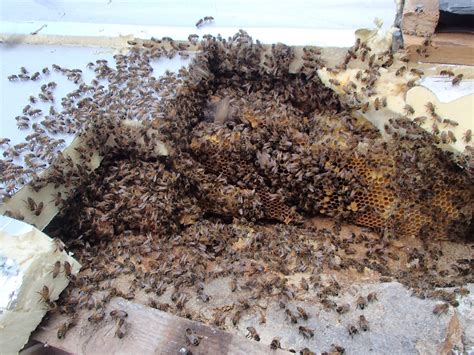 Honey bee nest removal from roof near Bruton, Somerset