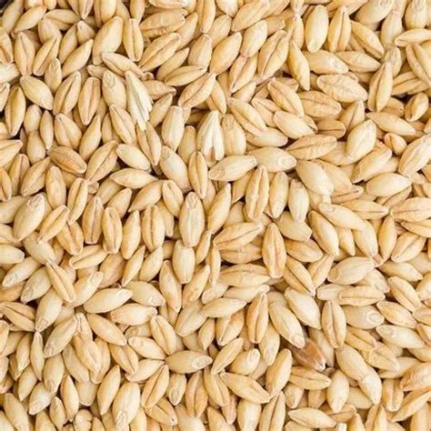 Barley Grain, High in Protein at Rs 1850/tonne in Jaipur | ID: 21186325991