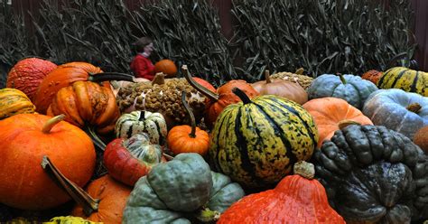 Where to Pick Your Own Apples and Pumpkins Near D.C. - Eater DC