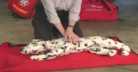 Lovable Dogs VIDEO: Emergency Pet CPR Tutorial - Lovable Dogs