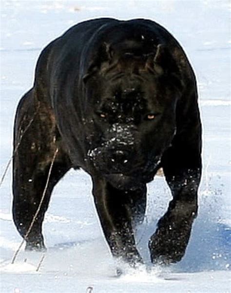 Cane Corso: The Majestic Italian Mastiff