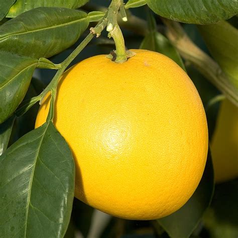 Chironja (Grapefruit x Orange Hybrid) - Oscar Tintori - Nurseries Worldwide - Citrus Plants