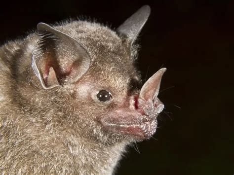 When a myth came true: Blindness in bats - De Gruyter Conversations