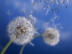 Wind pollination is common inOrchidsLegumesLiliesGrasses