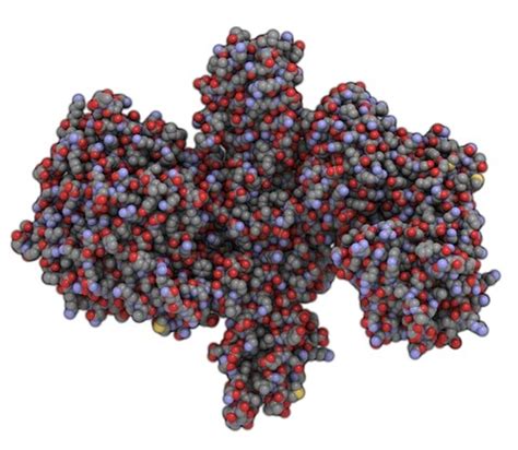 Fact sheet on Clostridium botulinum