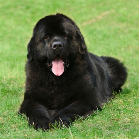 Newfoundland grooming, bathing and care | Espree