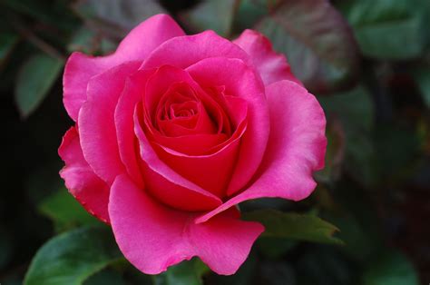 Roses Photo: A rose is a rose | Beautiful rose flowers, Hybrid tea ...