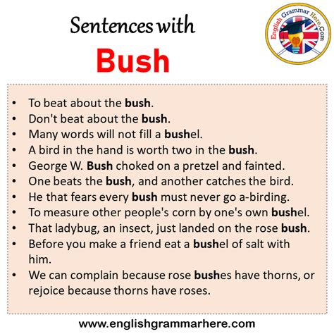 Sentences with Bush, Bush in a Sentence in English, Sentences For Bush - English Grammar Here