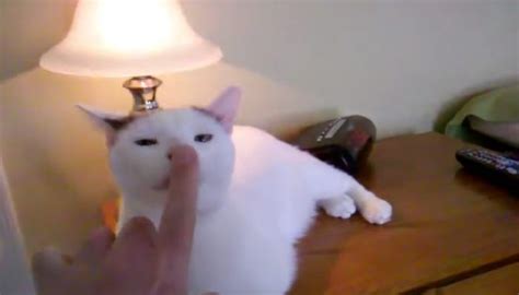 Cat Turns on Touch-lamp with the Nose Boop - Love Meow