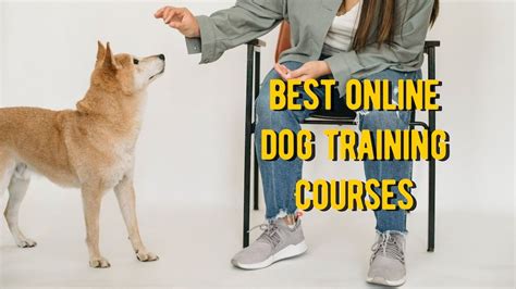 Best Online Dog Training Course: TOP 10 Online Dog Training Classes