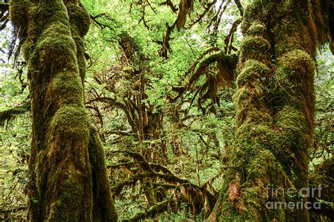 Hall of Mosses - Hoh Rain Forest Photograph by Kayme Clark