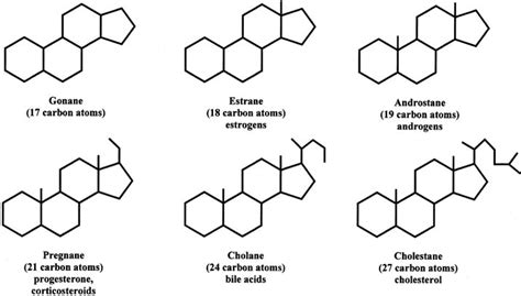 Steroid Molecule