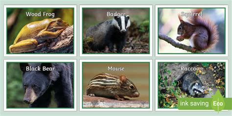 Pictures of Temperate Forest Animals | Display Posters