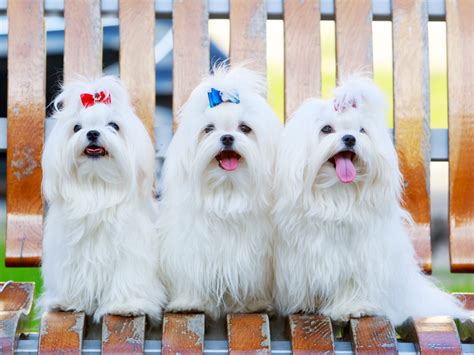 Teacup Maltese Puppies Black