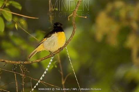 KING OF SAXONY BIRD PARADISE stock photo - Minden Pictures