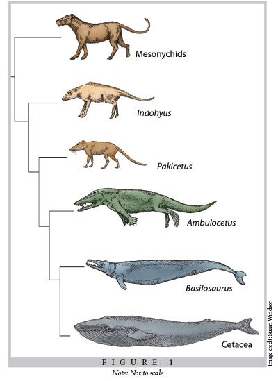 Ambulocetus- A Transitional Fossil - Home Prehistoric World, Prehistoric Creatures, Theory Of ...