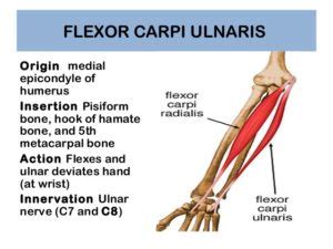 Flexor Carpi Ulnaris: Origin, Insertion, Nerve Supply & Action » How To Relief