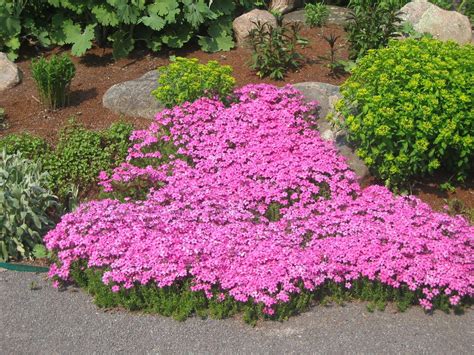 What Perennials Grow Best In Zone 6B at Velma Davidson blog