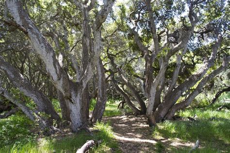 Native Plant Series #4: Coast Live Oak Woodlands