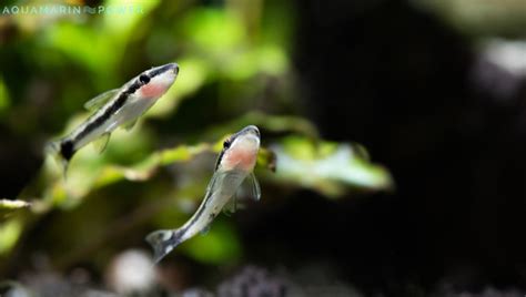 Otocinclus Catfish Care Guide: Appearance, Lifespan, Food & Diet ...