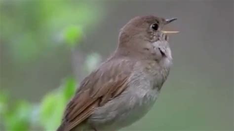 Singing nightingale. The best bird song ever. - YouTube