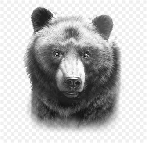 Grizzly Bear American Black Bear Drawing Paper, PNG, 800x800px, Grizzly ...