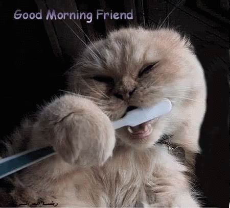 Good Morning Friend Dentist GIF - GoodMorningFriend Dentist Cats ...