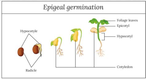 Germination is epigeal in -(a)Zea mays(b)Helianthus(c)Mangifera(d)Pisum