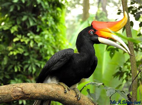 Rhino Hornbill | Bird, Birds, Exotic bird