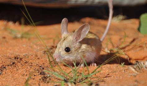 Endangered dusky mouse protected by dingoes - Australian Geographic