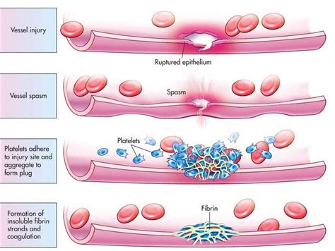 basic steps in hemoatasis | Medical Laboratories