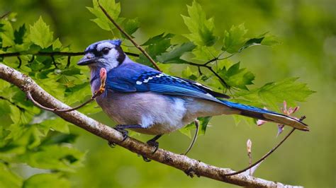 Bird Sounds for Relaxation - Ήχοι που θεραπεύουν το άγχος, θεραπεύουν ...