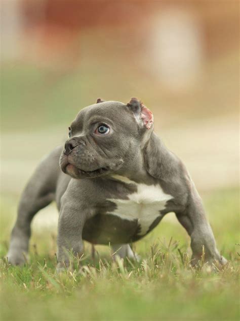 American Bully Wallpapers - Top Free American Bully Backgrounds - WallpaperAccess