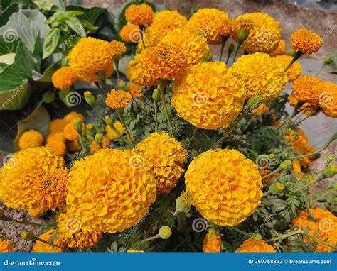 Yellow colour flower Zendu stock photo. Image of garden - 269758392