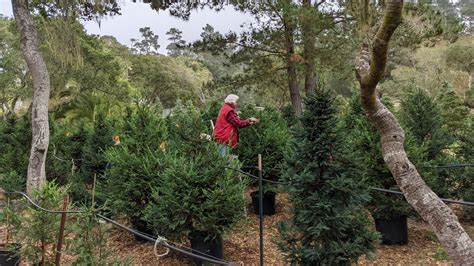 Potted Christmas trees bring (almost) all the holiday ambience without the waste : NPR