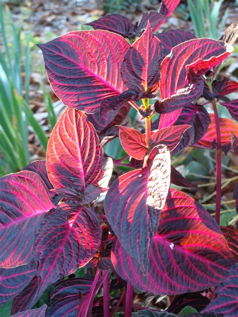 Bloodleaf plant aka "chicken gizzard." | Red leaf plant, Plants, Outdoor plants