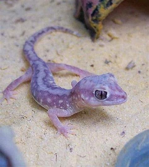 Purple Gecko (Louboutin Lou for short one of Juni's two geckos) | Cute ...